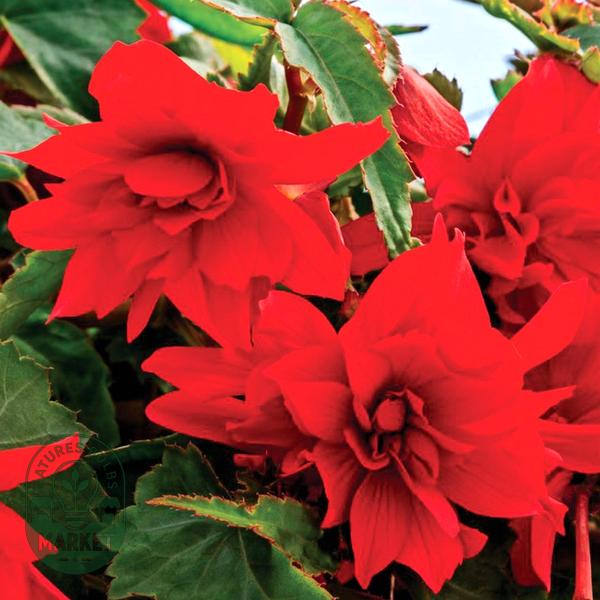 Funky® Scarlet Begonia Seeds