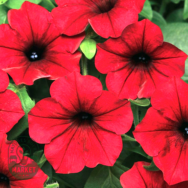 Fuseables® Healing Waters Petunia-Bacopa Seeds
