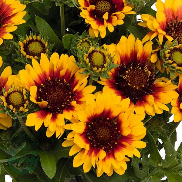 Gaillardia 'Spintop Red Starburst'