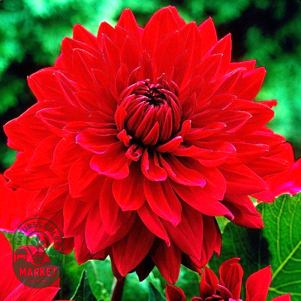Garden Wonder