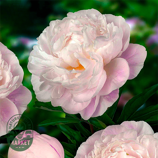 Gardenia