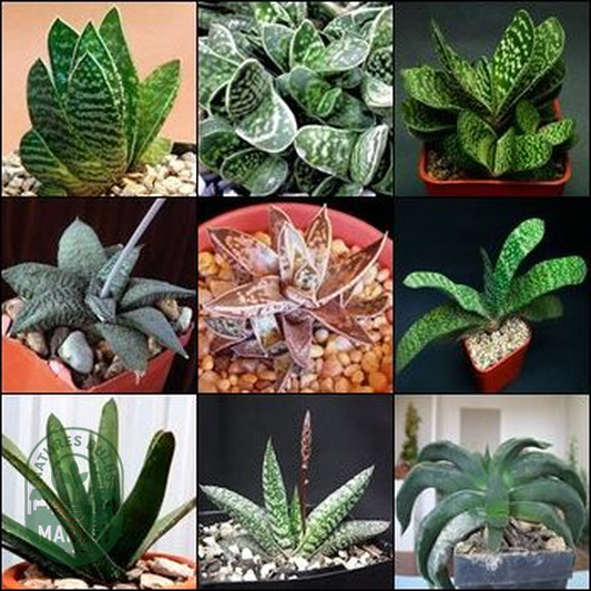 Gasteria Mixed Species