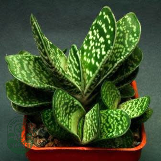 Gasteria bicolor var. bicolor