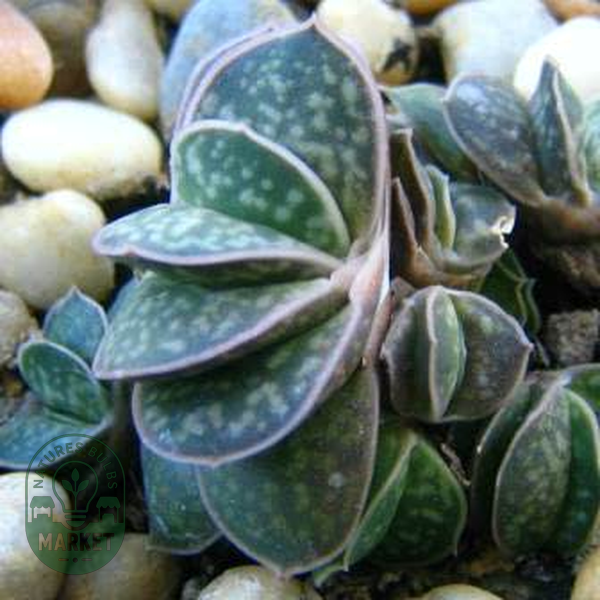 Gasteria bicolor var. liliputana