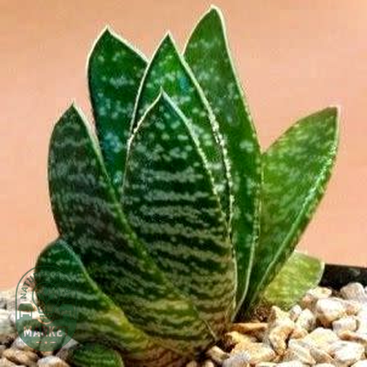 Gasteria brachyphylla
