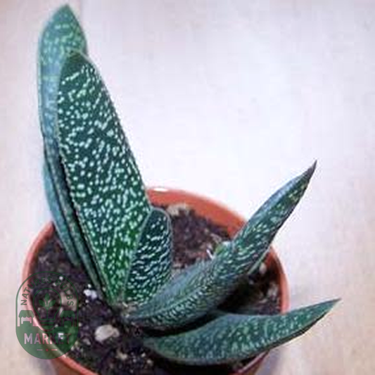 Gasteria carinata