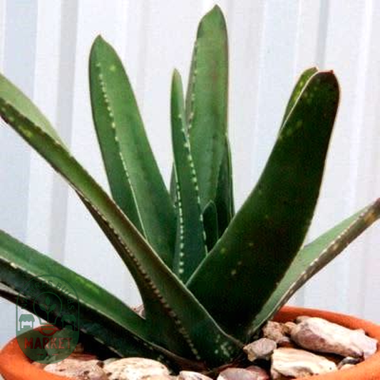 Gasteria croucheri Seeds