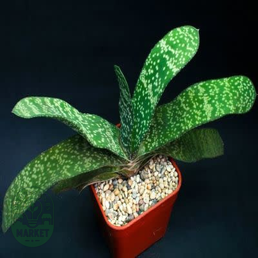 Gasteria disticha