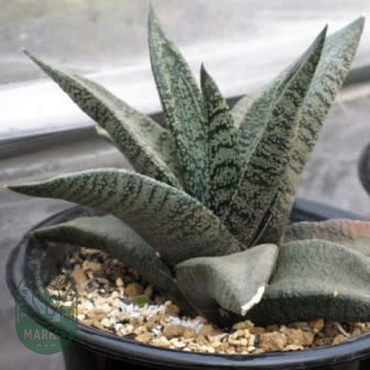Gasteria ellaphieae