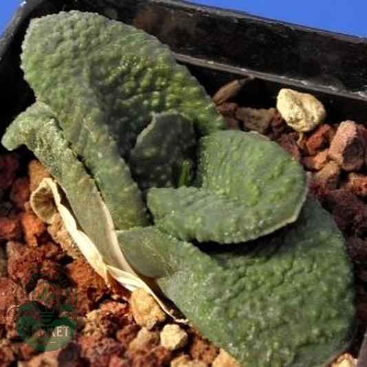 Gasteria nitida var. armstrongii