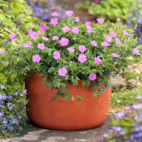 Geranium 'Blushing Turtle'