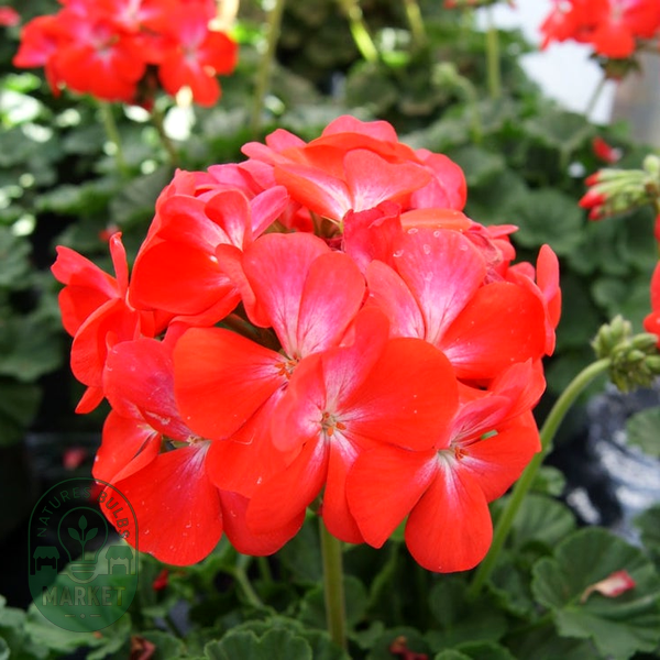 Geranium Nano™ Scarlet