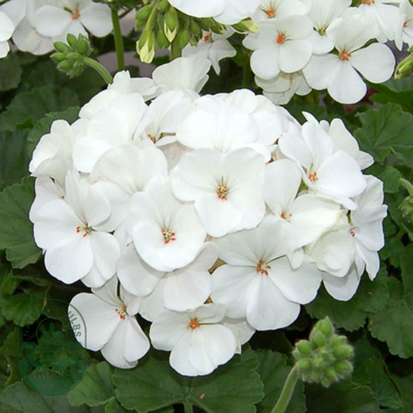 Geranium Nano™ White Seeds