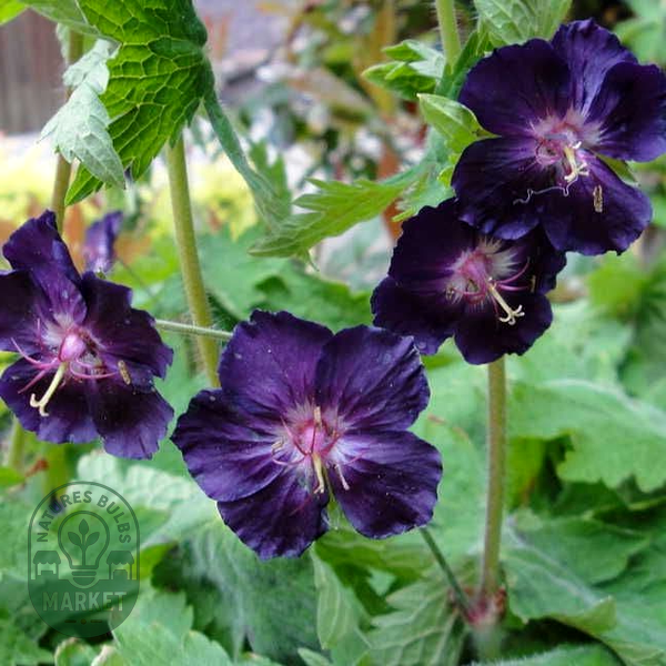 Geranium 'Raven'
