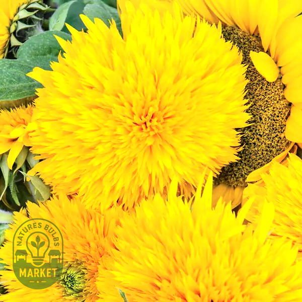 Giant Teddy Bear Sunflower Seeds