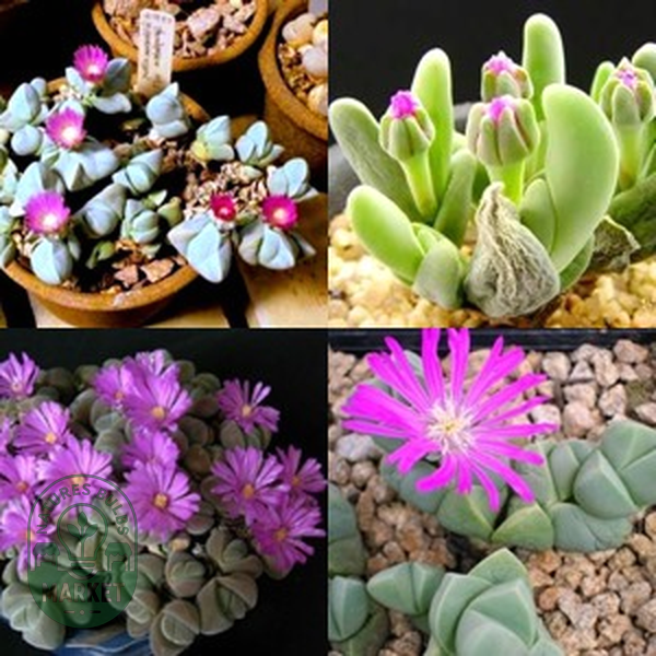Gibbaeum Species Mixed
