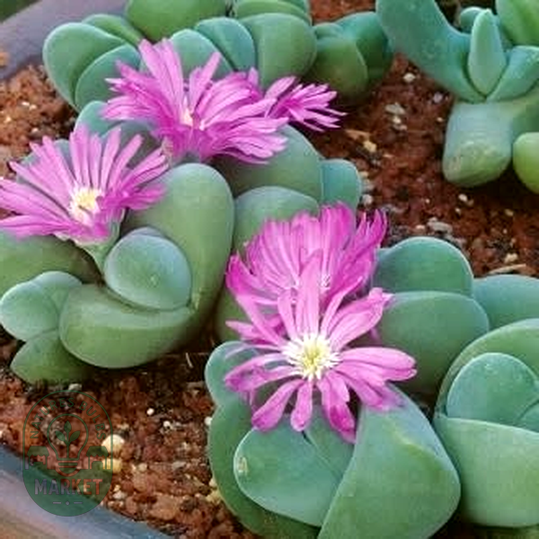 Gibbaeum dispar