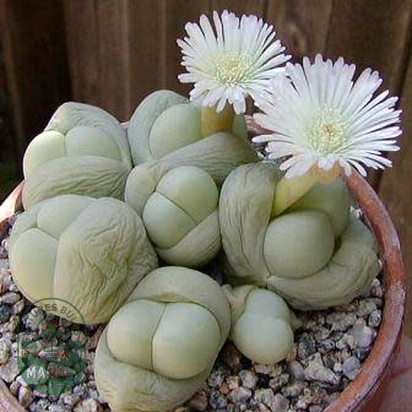 Gibbaeum heathii