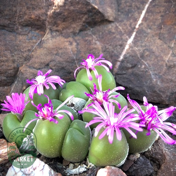 Gibbaeum nuciforme