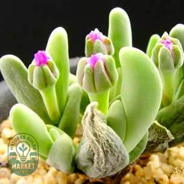 Gibbaeum shandii