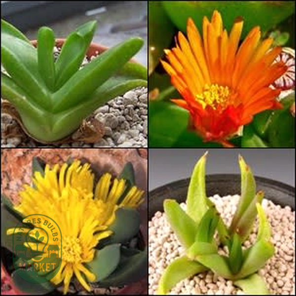 Glottiphyllum Mixed Species