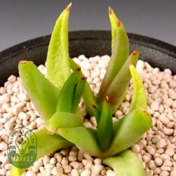 Glottiphyllum parvifolium
