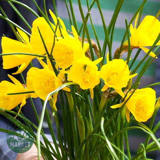 Golden Bells