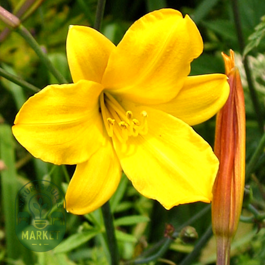 Golden Chimes