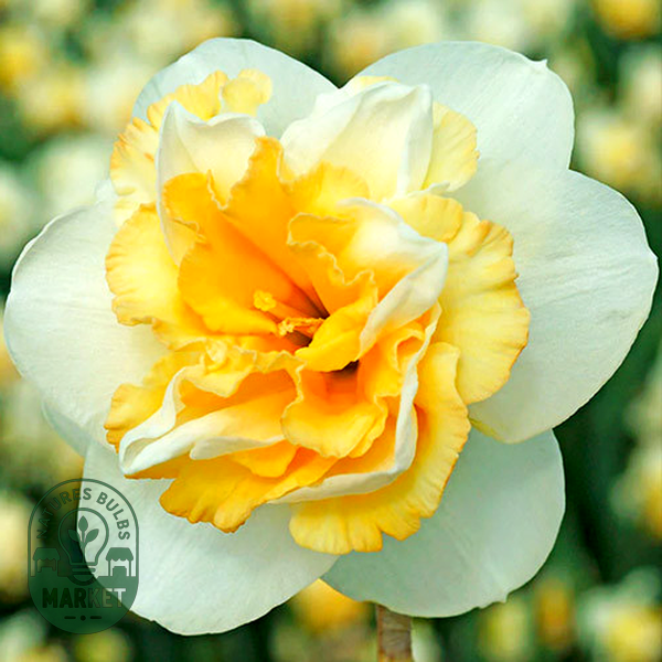 Golden Pearl