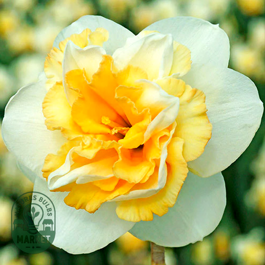 Golden Pearl