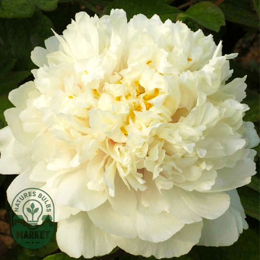 Golden and Precious Fragrance