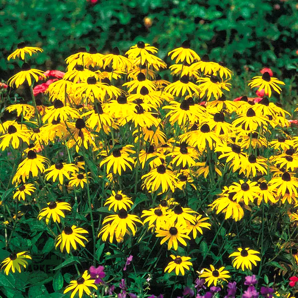 Goldsturm Strain Rudbeckia Seeds