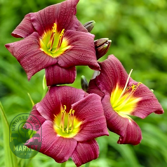 Grape Velvet