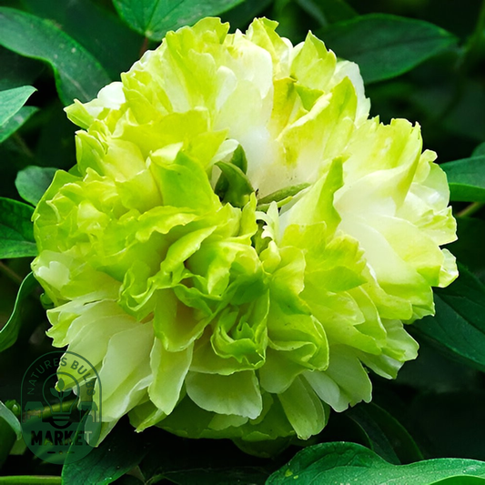 Green Jade