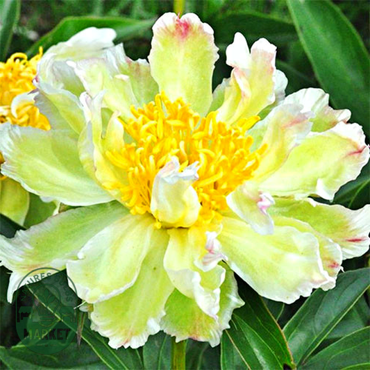 Green Lotus