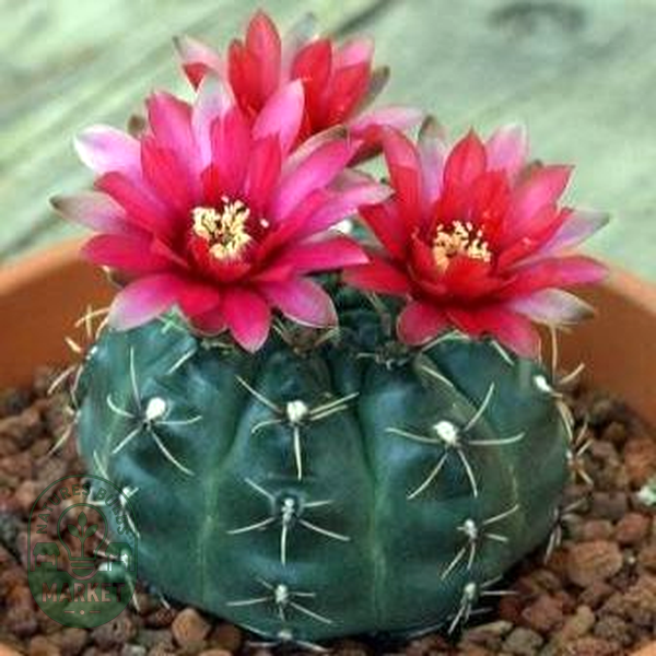 Gymnocalycium baldianum
