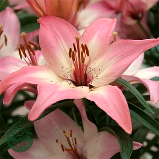 Happy Spring