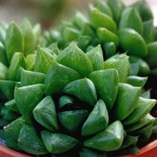Haworthia cymbiformis