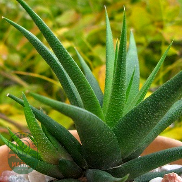 Haworthia glabrata