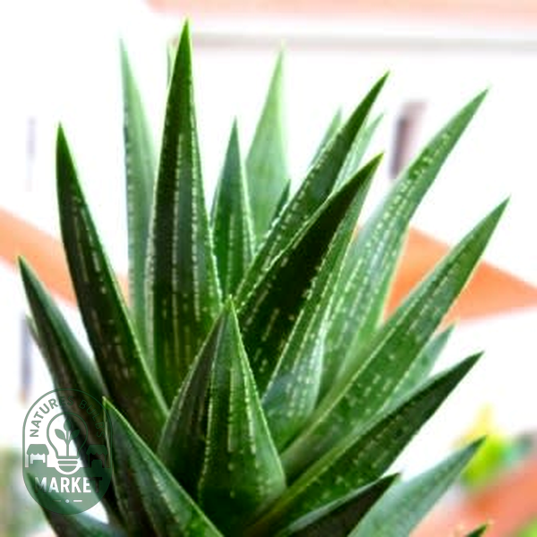 Haworthia glauca var. herrei
