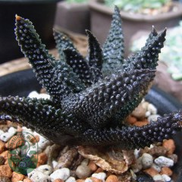 Haworthia scabra