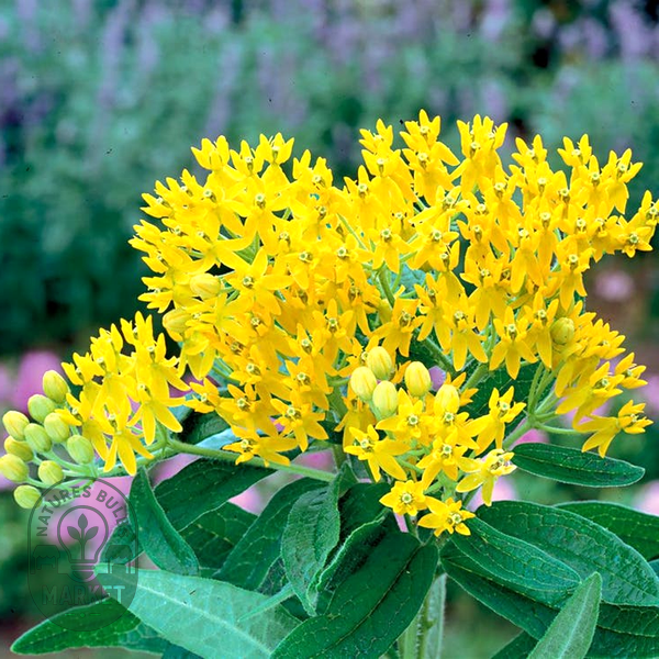 Hello Yellow' Butterfly Flower Seeds