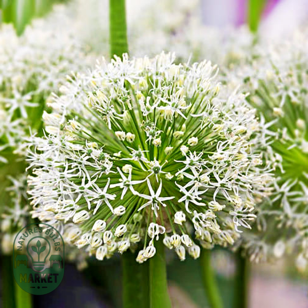 Hirtifolium Var. Album