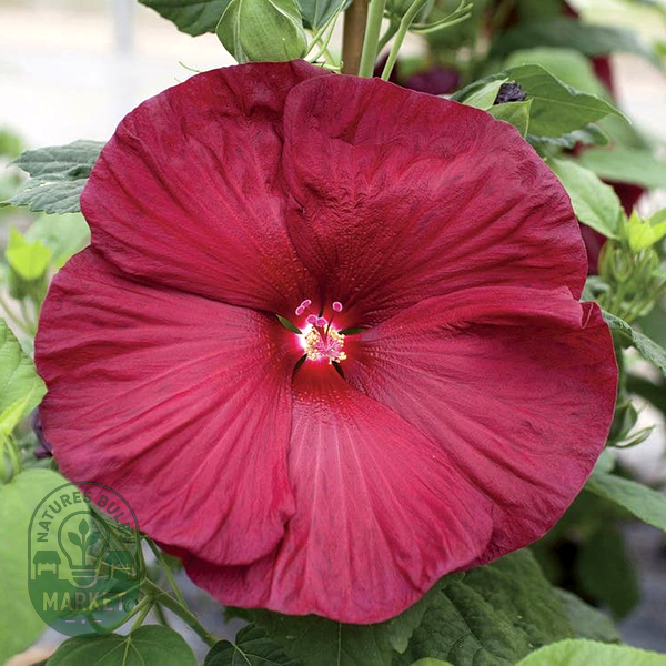 Honeymoon Deep Red Hibiscus Seeds
