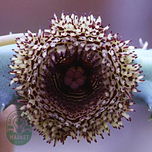 Huernia hystrix