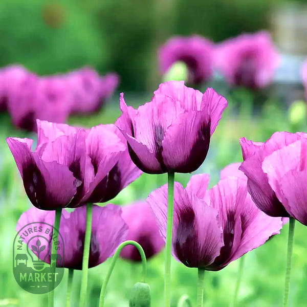 Hungarian Blue' Poppy Seeds