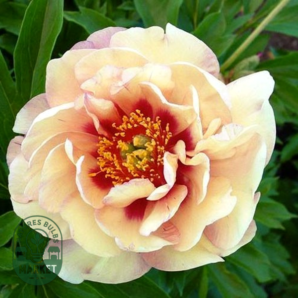 ITOH Magical Mystery Tour