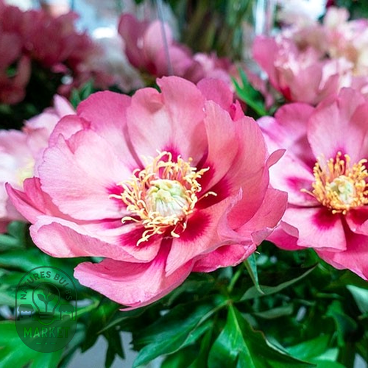 ITOH Old Rose Dandy
