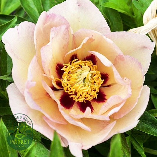 ITOH Pastel Splendor