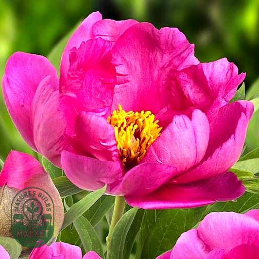 ITOH Pink Ardour